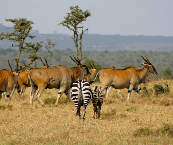 Wildlife Safari Image